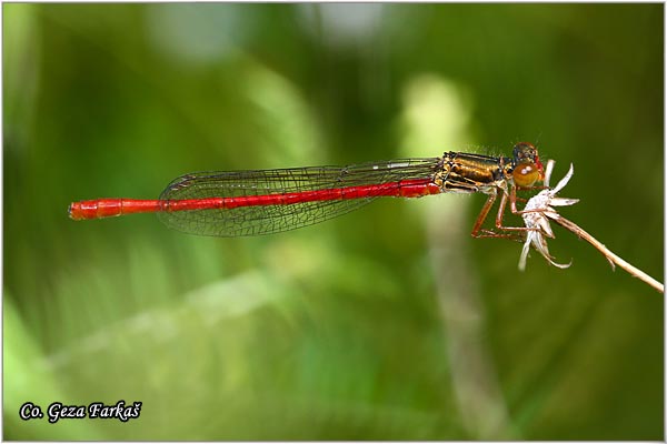 22_small red_damselfly.jpg - Small Red Damselfly, Ceriagrion tenellum, Mesto - Location: Herzeg Novi, Montenegro